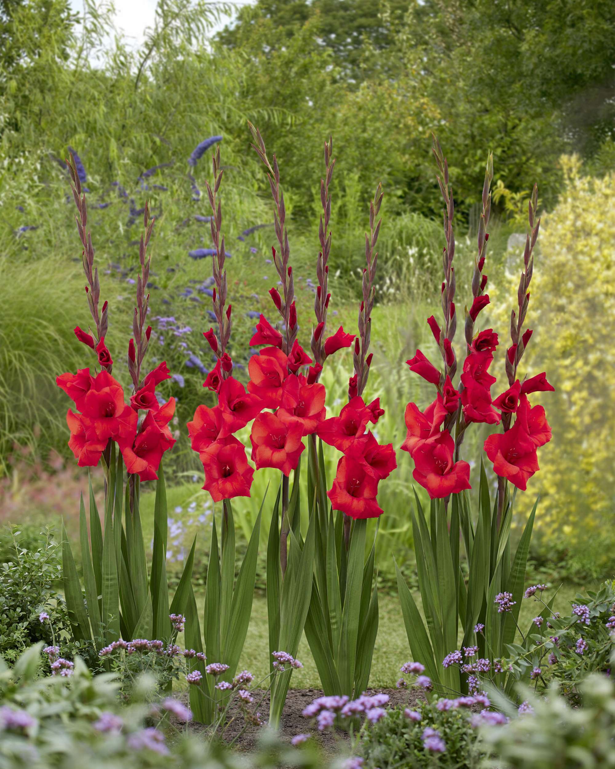 Gladiolus 'Red Balance®'